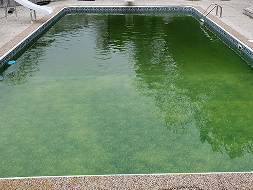 Cloudy Green Pool Water Solution - Before Treatment